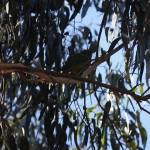 Polytelis swainsonii at Hughes, ACT - suppressed