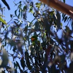 Polytelis swainsonii at Hughes, ACT - suppressed