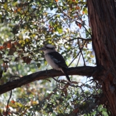 Dacelo novaeguineae (Laughing Kookaburra) at Hughes, ACT - 1 Jun 2019 by LisaH