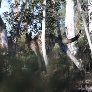 Macropus giganteus at Hughes, ACT - 1 Jun 2019 02:29 PM