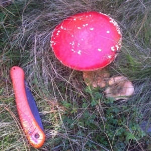 Amanita muscaria at Cotter River, ACT - 27 Apr 2019