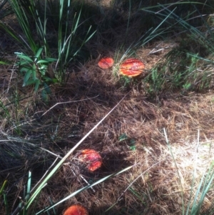 Amanita muscaria at Cotter River, ACT - 27 Apr 2019