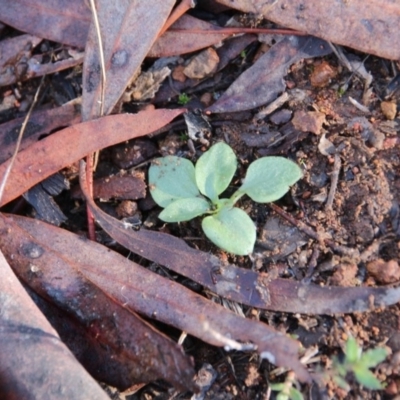 Pterostylidinae (greenhood alliance) (A Greenhood) at Hackett, ACT - 31 May 2019 by petersan