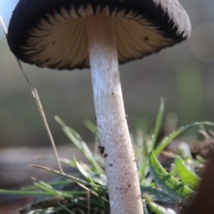 Oudemansiella gigaspora group (Rooting Shank) at Hackett, ACT - 31 May 2019 by petersan