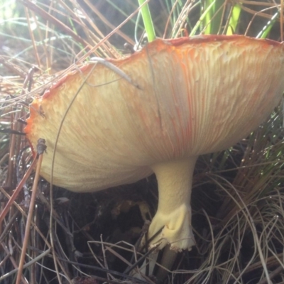 Amanita muscaria (Fly Agaric) at Cotter River, ACT - 27 Apr 2019 by KMcCue