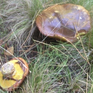 Suillus luteus at Cotter River, ACT - 27 Apr 2019 09:41 AM