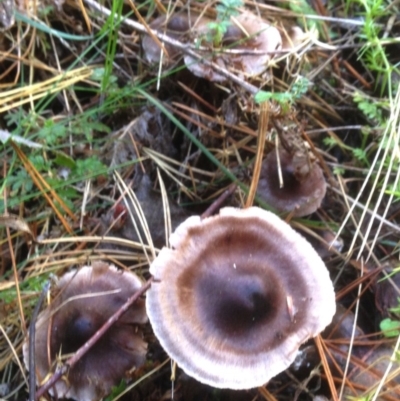Mycena sp. (genus) at Cotter River, ACT - 27 Apr 2019 by KMcCue