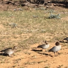 Chenonetta jubata (Australian Wood Duck) at Deakin, ACT - 31 May 2019 by KL