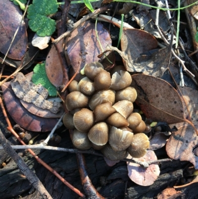 Mycena sp. (Mycena) at Deakin, ACT - 31 May 2019 by KL