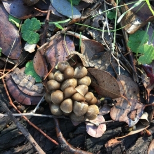 Mycena sp. at Deakin, ACT - 1 Jun 2019