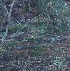 Petroica boodang (Scarlet Robin) at Deakin, ACT - 1 Jun 2019 by KL