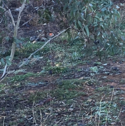 Petroica boodang (Scarlet Robin) at Deakin, ACT - 1 Jun 2019 by KL