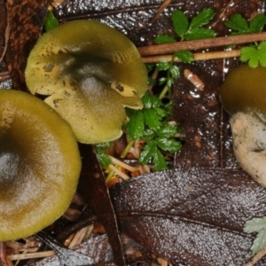 Cortinarius austrovenetus at Paddys River, ACT - 30 May 2019