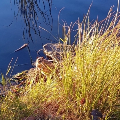 Hydromys chrysogaster (Rakali or Water Rat) at Lake Ginninderra - 31 May 2019 by cleoj7