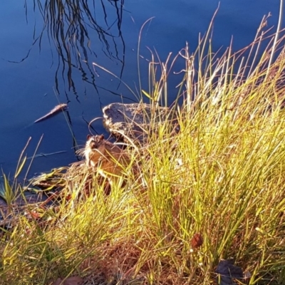 Hydromys chrysogaster (Rakali or Water Rat) at Belconnen, ACT - 31 May 2019 by cleoj7