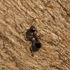 Anonychomyrma sp. (genus) at Michelago, NSW - 10 Sep 2018 05:05 PM