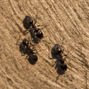 Anonychomyrma sp. (genus) at Michelago, NSW - 10 Sep 2018 05:05 PM