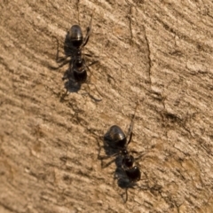 Anonychomyrma sp. (genus) at Michelago, NSW - 10 Sep 2018