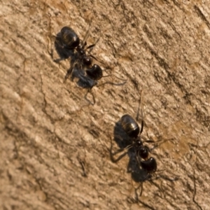 Anonychomyrma sp. (genus) at Michelago, NSW - 10 Sep 2018