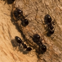 Anonychomyrma sp. (genus) at Michelago, NSW - 10 Sep 2018