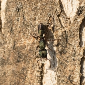 Rhytidoponera metallica at Michelago, NSW - 10 Sep 2018