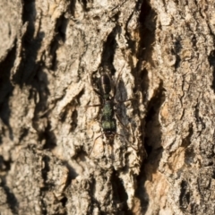 Rhytidoponera metallica at Michelago, NSW - 10 Sep 2018