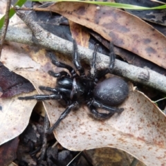 Hadronyche versuta (Funnel-web Spider) at Sanctuary Point, NSW - 7 Nov 2015 by christinemrigg