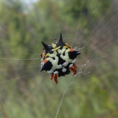 Austracantha minax (Christmas Spider, Jewel Spider) at Sanctuary Point, NSW - 16 Nov 2008 by christinemrigg