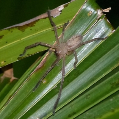 Delena cancerides (Social huntsman spider) at Sanctuary Point, NSW - 8 Apr 2017 by christinemrigg