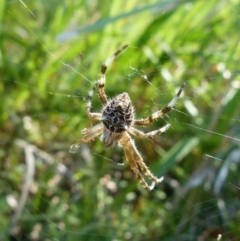 Backobourkia brounii (Broun's orb weaver) at Sanctuary Point, NSW - 14 Feb 2015 by christinemrigg