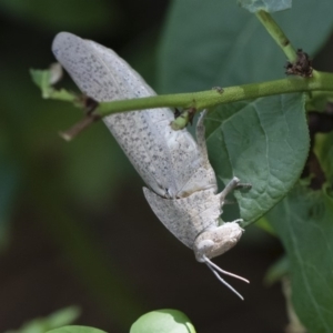 Goniaea australasiae at Michelago, NSW - 29 Dec 2018