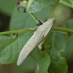 Goniaea australasiae at Michelago, NSW - 29 Dec 2018 11:54 AM