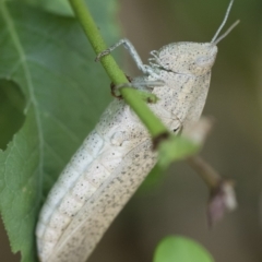 Goniaea australasiae at Michelago, NSW - 29 Dec 2018 11:54 AM