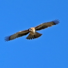 Hieraaetus morphnoides (Little Eagle) at Fyshwick, ACT by RodDeb
