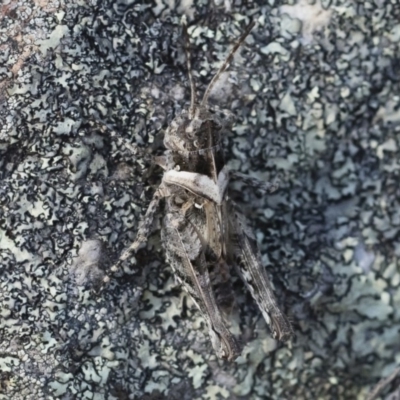 Heteropternis obscurella (A grasshopper) at Michelago, NSW - 11 Jan 2019 by Illilanga