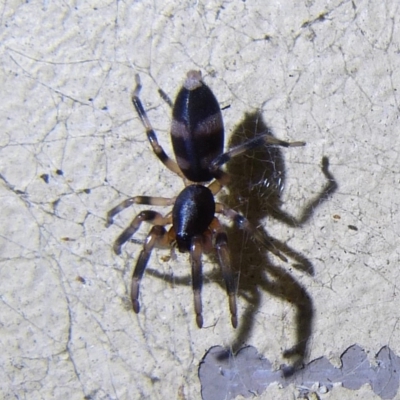 Lampona cylindrata (White-tailed Spider) at Sanctuary Point, NSW - 23 Mar 2015 by christinemrigg