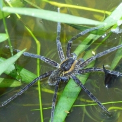 Dolomedes sp. (genus) (Fishing spider) at Woollamia, NSW - 25 Mar 2016 by christinemrigg