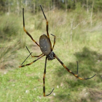 Nephila plumipes (Humped golden orb-weaver) at Sanctuary Point, NSW - 11 Apr 2011 by christinemrigg