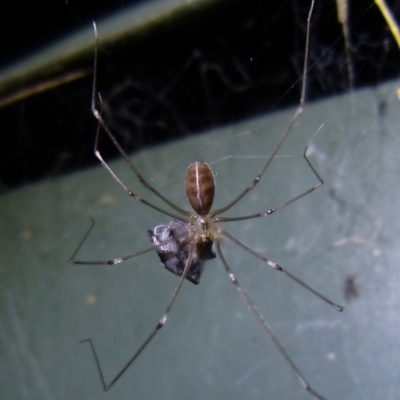 Pholcus phalangioides (Daddy-long-legs spider) at Sanctuary Point, NSW - 23 Mar 2015 by christinemrigg