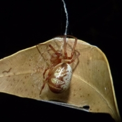 Phonognatha graeffei (Leaf Curling Spider) at Sanctuary Point, NSW - 24 Jan 2015 by christinemrigg