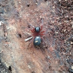 Habronestes sp. (genus) (An ant-eating spider) at Woollamia, NSW - 8 May 2016 by christinemrigg