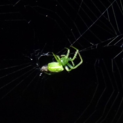 Araneus sp. (genus) (Orb weaver) at Sanctuary Point, NSW - 24 Jan 2015 by christinemrigg