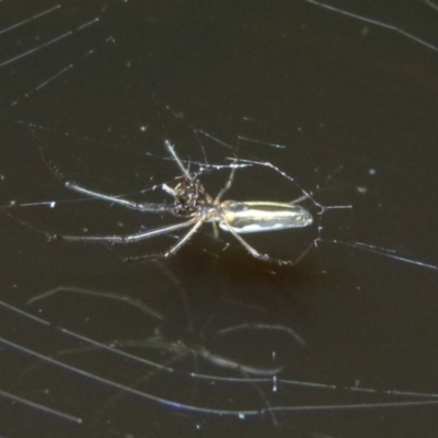Tetragnatha sp. (genus) (Long-jawed spider) at Woollamia, NSW - 7 Apr 2014 by christinemrigg
