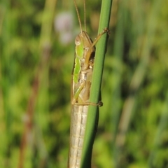 Bermius brachycerus (A grasshopper) at Tuggeranong DC, ACT - 27 Mar 2019 by MichaelBedingfield