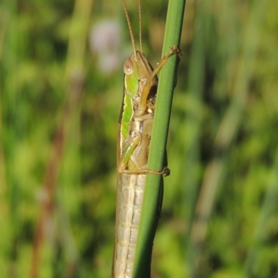 Bermius brachycerus (A grasshopper) at Tuggeranong DC, ACT - 27 Mar 2019 by michaelb
