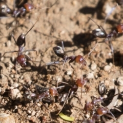 Iridomyrmex purpureus at Michelago, NSW - 12 Jan 2019 08:38 AM