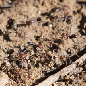 Iridomyrmex purpureus at Michelago, NSW - 12 Jan 2019 08:38 AM