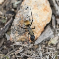 Polyrhachis ammon (Golden-spined Ant, Golden Ant) at Michelago, NSW - 13 Oct 2018 by Illilanga