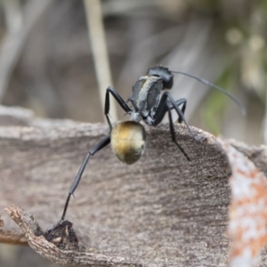 Polyrhachis ammon at Michelago, NSW - 13 Oct 2018