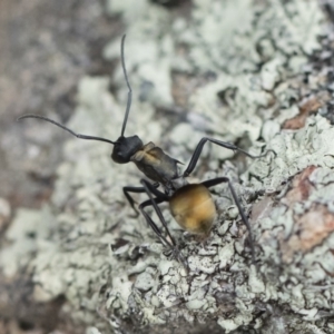 Polyrhachis ammon at Michelago, NSW - 13 Oct 2018